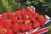 Place UK - strawberry farm