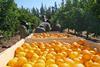 Südafrika: Zitrusfrüchte bei der Ernte