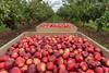 AdobeStock New Zealand apple orchard generic production _763980366