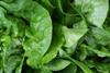 Leafy greens salads