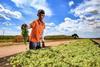 South African raisins grape harvesting