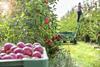 The first ever British Pink Lady apples were sold at UK supermarkets in February 2022