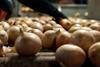 AU Australia Premium Fresh Forth Tasmania onions sorting-4