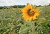 Sunflowers - cover crops