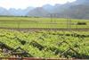Hex valley grapes