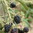 Blackberries to be novelties