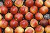 nectarines