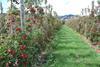 Neuseeland: Rekordkampagne für Äpfel und Birnen