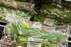 BritishTenderstem M&S Plan a 2