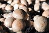 Braune Champignons