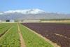 Winter lettuce, both home-grown and imported, is to be subject of intense inspection programme