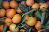 UK still satsuma saviour