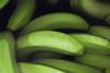 Costa_Rica_-_Bananen__6__01.jpg