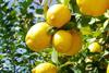 Lemon crop