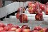 US Washington apples sorted