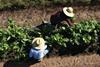 Workers picking vegetables overhead shot