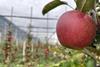 Apfelproduktion: Envy in Südtirol