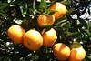 Florida citrus on tree