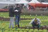 Foto: Bejo Samen