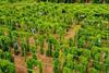 IITA-and-Pairwise-secure-3.8-million-1-Rose-Okech (2)