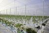 The first tomatoes were planted at Thanet Earth in January 2009
