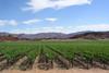 ZA Orange River grapes