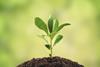 sapling