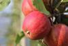 Schweiz: Früher Saisonstart bei Äpfeln und Birnen