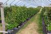 Crop trials conducted by James Hutton Limited