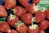 Record June for British strawberries