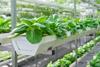 Fresh organic vegetable in hydroponic vegetable field Fruitnet