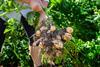 Cropin potato farm