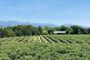 Argentine blueberry farm