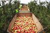 Asda bumper apple crop Sept 2018