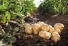 geerntete Kartoffeln auf dem Feldboden