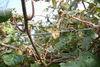 Hail-damaged kiwifruit