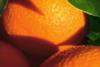 Chilean citrus
