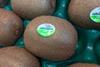 Italian kiwifruit Alegra