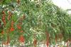 Proexport tomatoes