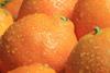 Peru: Rekord-Exporte bei Citrus