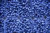Blueberries in plastic containers top down view Adobe Stock