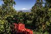 Unifrutti citrus farm overlooking Mount Etna
