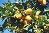 Lemon heartache looms in Spain