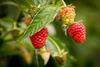 Himbeeren