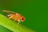 Fruit fly Adobe Stock
