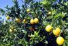 Florida turns focus on disease research