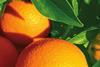 California citrus