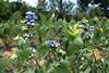 Blaubeeren_Chilean_Fresh_Fruit_Association_03.JPG