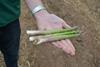 The British asparagus harvest is underway