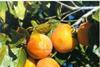 Spanish persimmon set for UK campaign